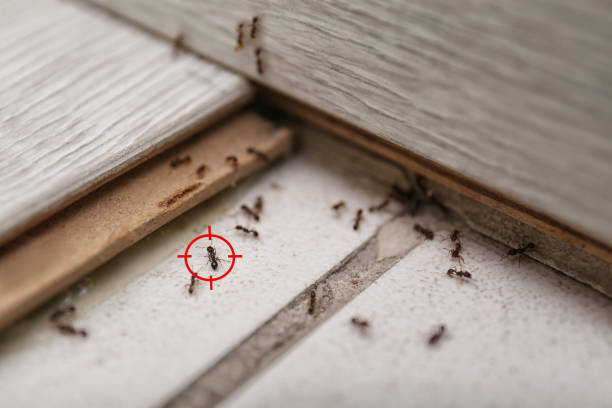 Professional Pest Control in Mosinee, WI