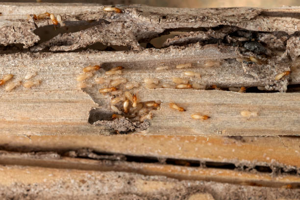 Best Best Pest Control Companies  in Mosinee, WI