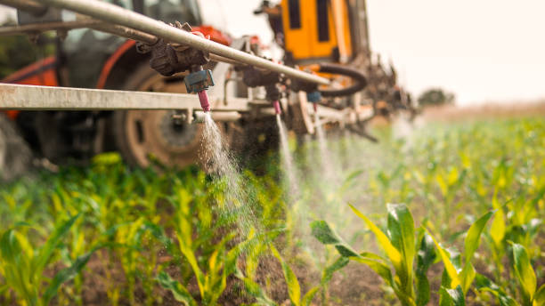 Wasp Removal Services in Mosinee, WI